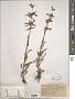 Penstemon gracilis Nutt.