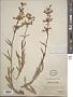Penstemon gracilis Nutt.