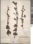 Penstemon hartwegi Benth.