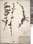Penstemon hartwegi Benth.
