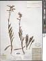 Penstemon hirsutus (L.) Willd.