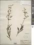 Penstemon hirsutus (L.) Willd.
