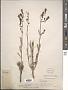 Penstemon incertus Brandegee