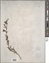 Penstemon laetus A. Gray