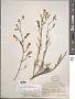 Penstemon laetus A. Gray