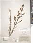 Penstemon laetus A. Gray