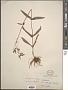 Penstemon laxiflorus Pennell