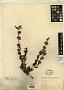 Penstemon miser A. Gray