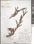 Penstemon multiflorus (Benth.) Chapm. ex Small