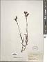 Penstemon saltensis Straw