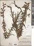 Penstemon sp.