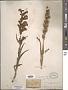 Penstemon speciosus Douglas