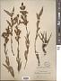 Penstemon venustus Douglas