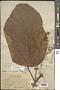 Pentace macrophylla King