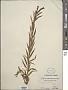 Penthorum sedoides L.