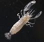 Periclimenaeus sp.