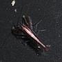 Periclimenes sp.