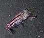 Periclimenes sp.