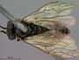 Periclista xanthognatha