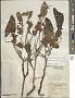 Pericopsis elata Harms