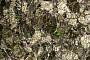 Peridotite