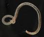Perinereis sp.