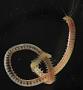 Perinereis sp.