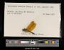 Perithemis domitia
