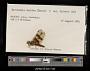 Perithemis domitia