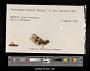 Perithemis domitia