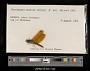 Perithemis domitia