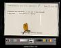 Perithemis domitia