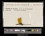 Perithemis domitia