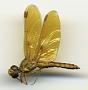 Perithemis intensa
