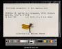 Perithemis mooma