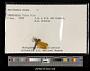 Perithemis mooma