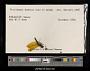 Perithemis mooma