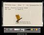 Perithemis mooma
