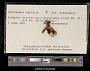 Perithemis seminole