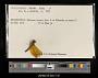Perithemis sp.