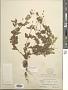 Perityle microglossa Benth. var. microglossa
