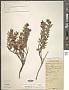 Pernettya prostrata (Cav.) DC.