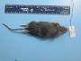 Peromyscus leucopus leucopus