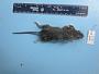 Peromyscus leucopus leucopus