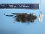 Peromyscus leucopus leucopus