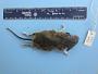 Peromyscus leucopus leucopus