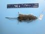 Peromyscus leucopus leucopus
