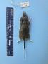 Peromyscus leucopus leucopus
