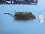 Peromyscus leucopus leucopus