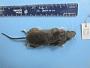 Peromyscus leucopus leucopus
